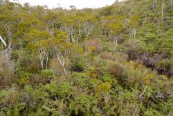 Gleichenia inclusisora. Habitat, amongst low shrubs. 
 Image: L.R. Perrie © Te Papa 2012 CC BY-NC 3.0 NZ